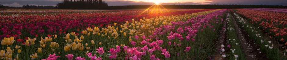 financial crisis the first financial crisis